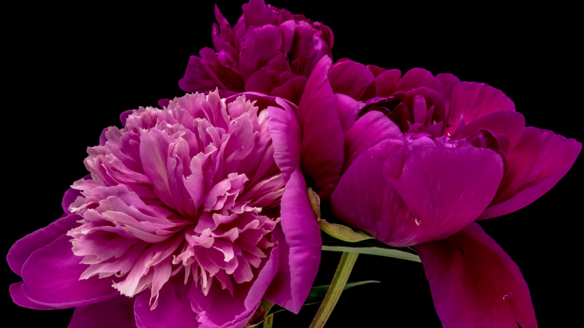 Beautiful pink peony flowers bouquet background. Blooming roses flower open, time lapse, close-up. Wedding backdrop, Valentine's Day concept. Bouquet on black backdrop, closeup. 4K UHD timelapse Royalty-Free Stock Footage #1057247560