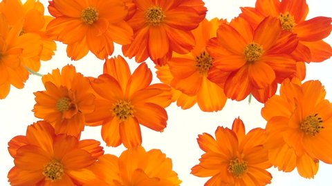 Cosmos flowers bloom in time lapse. orange-yellow flowers blooming on white  background. time-lapse.