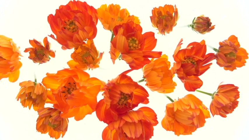 Cosmos flowers bloom in time lapse. Orange-yellow flowers blooming on white background. Time-lapse. | Shutterstock HD Video #1057249921