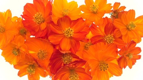 Cosmos flowers bloom in time lapse. Orange-yellow flowers blooming on white background. Time-lapse.