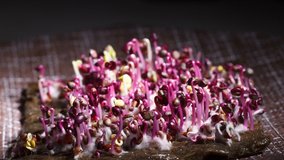 Time lapse video of red radish seed germination