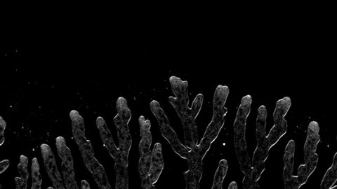 Beautiful branching growth of mycelium under a microscope. "Spray", a hyperbranching mutant of the pink bread mould, Neurospora crassa.