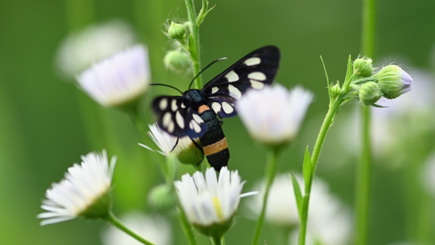 The nine-spotted moth or yellow belted burnet (Amata phegea, formerly Syntomis phegea) sitting on white meadow flowers in summer. Woman finger touching the moth.