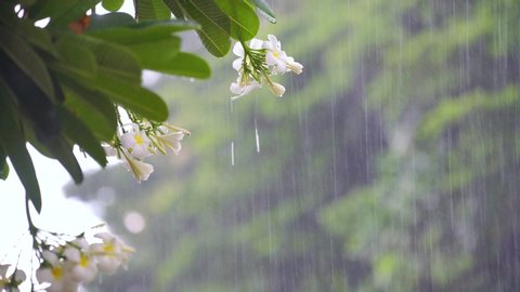 Raindrops falling on white plumeria flowers in the tropical forest, White plumeria flowers under the rain in the spring season with the sound of rain.