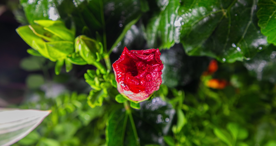Hibiscus flower blooms. The bud opens and blooms into a large red flower. Time lapse of a blooming red hibiscus flower. Detailed macro time lapse of a blooming flower. Hibiscus bloom. Springtime  Royalty-Free Stock Footage #1057258471