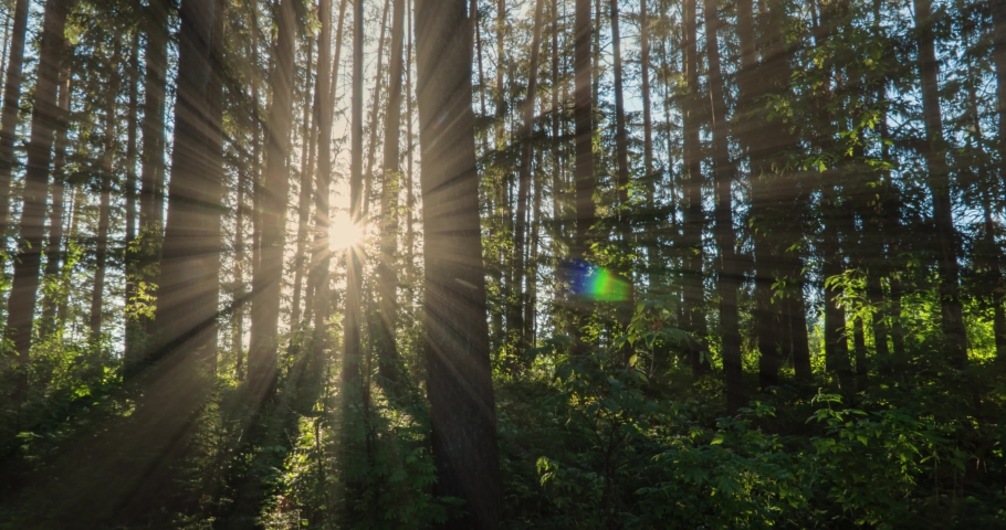 Green Forest. Pine Trees Fairy Forest. Trees pattern. Camera movement inside the forest. Wonderful green forest in summer. Sunset over the lake. Camera movement to the right, time lapse 4k. Hyperlapse | Shutterstock HD Video #1057258990