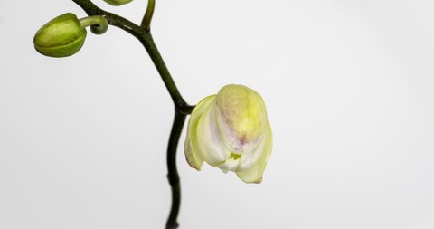 Time-lapse of opening orchid flowers on white background. Wedding backdrop, Valentine's Day. 4K video