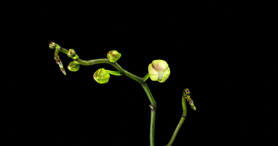 Time-lapse of opening three orchid flowers 4K on black background