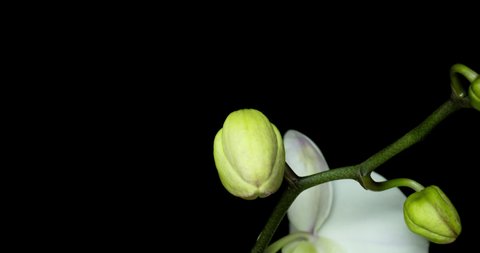 Time-lapse of opening orchid flowers on black background. Wedding backdrop, Valentine's Day. 4K video