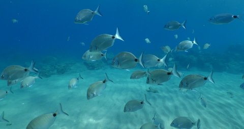 underwater fish scenery from mediterranean  sea breams ocean scenery underwater landscape seabreams backgrounds