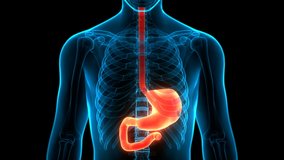 Human Internal Organs Digestive System Stomach Anatomy Animation Concept. 3D