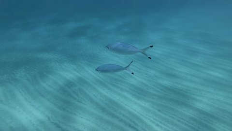 Pair blue fishes swims on sandy bottom background. Lunar Fusilier (Caesio lunaris)