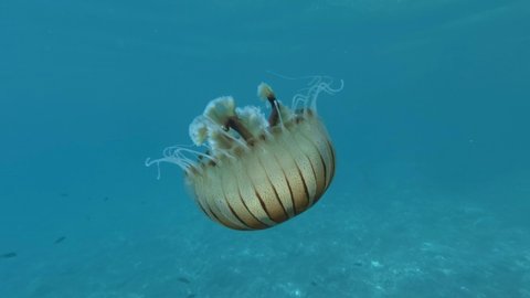 Closep-up of Compass jellyfish (Chrysaora hysoscella) swim in the blue water in sunrays. Adriatic Sea, Montenegro, Europe