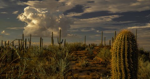 Cactus and desert flora with summer monsoon clouds from Signal Hill at Saguaro National Park