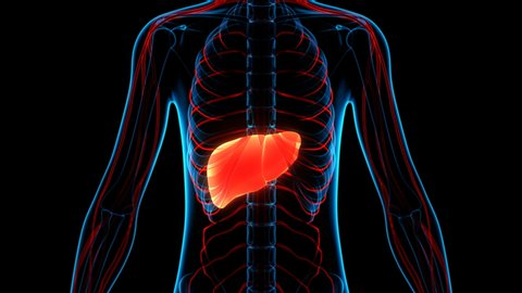 Liver Cirrhosis Stock Video Footage - 4k And Hd Video Clips 