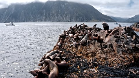 Steller sea lion sitting on rock island in the Pacific Ocean on Kamchatka Peninsula