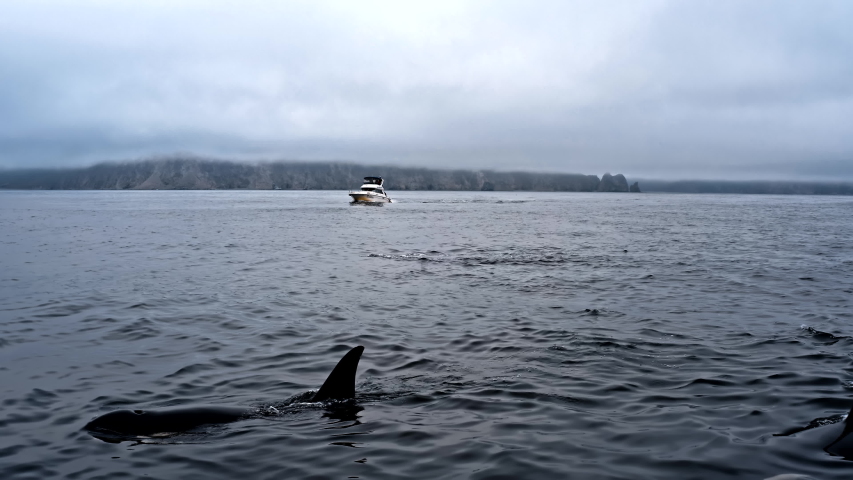 Aerial view of pod of killer whales swimming in Pacific Ocean, Kamchatka