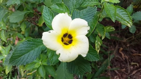 Turnera subulata or white Sage Rose flower (white buttercup, sulphur alder, politician's flower, dark-eyed turnera, and white alder) is a species of flowering plant in the passion flower family. 