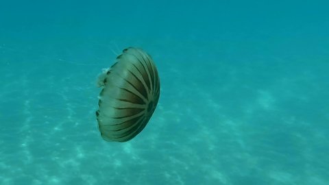 Closep-up of Compass jellyfish (Chrysaora hysoscella) swims over sandy bottom. Adriatic Sea, Montenegro, Europe