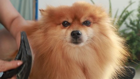 Hand Groom, Brush Orange Pomeranian Miniature Dog, Stand, Fluffy, Fur
