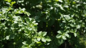 Green young potato plants growing in garden in HD VIDEO. Close up.  Organic farming, healthy food, BIO viands, back to nature concept.