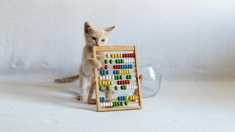 A small cream-colored kitten is playing with wooden abacus, on a white bedspread. back to school.