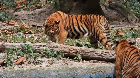 4k B Roll video clips of royal bengal tiger playing with cubs. 24 frame rate per seconds