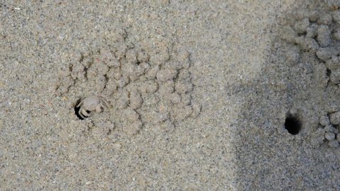Crab was molding a large amount of sand into balls, top view of sand and crab's hole on beach ,Spherical sand Caused by digging holes of crab, Beachside ecology in daylight, 4K UHD. Video Clip