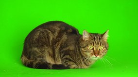 Gray bengal mestizo cat on a green background 4K video screen.