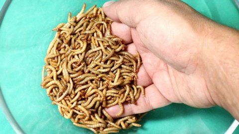 mealworms , mealworms on the hand, superworm isolated| larva, larvae  Stages of the meal worm  - the life cycle of a mealworm, super worm , superworms, super worms.
insects, insect, bugs, bug, animals