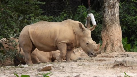 Rhino or Rhinoceros eating food. Animal and wildlife