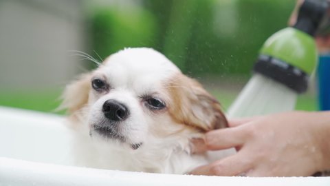 Slow motion Close up shot : Hand's woman grooming, shower and bathing little happy enjoy chihuahua dog in bucket outside home. Take care the dog in summer holiday.