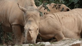 4K B Roll video clips of Rhino or Rhinoceros eating food. 24 frame rate per seconds