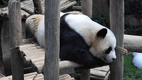 4K B Roll video clips of Panda Bear resting. 24 frame rate per seconds