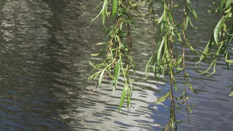 Willow branches over the water of a pond in a city park