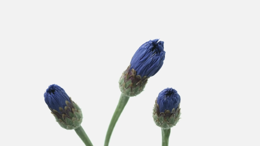 Cornflower flowers blooming on white background. Time lapse.  Royalty-Free Stock Footage #1057292935