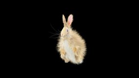 Rabbit Dancing CG fur, 3d rendering, animal realistic CGI VFX, composition 3d mapping, cartoon, Included in the end of the clip with Luma matte.