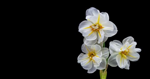 Narcissus. A beautiful bouquet of blooming daffodils close up. Blooming yellow flowers. Daffodil. 4K.  