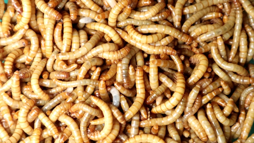 Mealworms , meal worms , superworm isolated| larva, larvae  Stages of the meal worm  - the life cycle of a mealworm, super worm , superworms, super worms.
insects, insect, bugs, bug, animals, animal | Shutterstock HD Video #1057298788