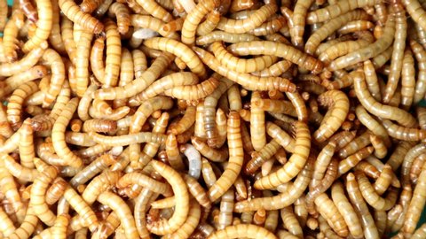 mealworms , meal worms , superworm isolated| larva, larvae  Stages of the meal worm  - the life cycle of a mealworm, super worm , superworms, super worms.
insects, insect, bugs, bug, animals, animal
