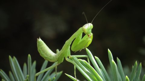 The European mantis (Mantis religiosa). The predatory insect preys on plants. 