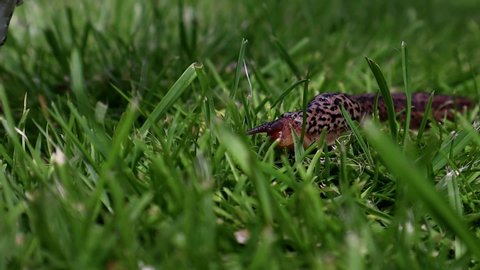 Tiger Slug (Limax Maximus) creeping through grass
