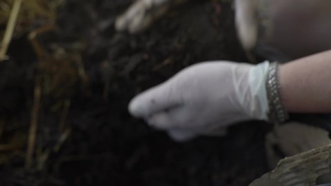 Woman wearing rubber gloves picking compost