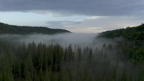 Flying close above green forest on the mountain, fog flowing in to the valley through the trees, Lake Tahoe, California. Drone footage track in.