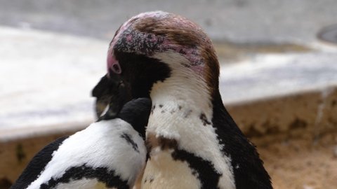 Close up of heads of two Humboldt penguin	
