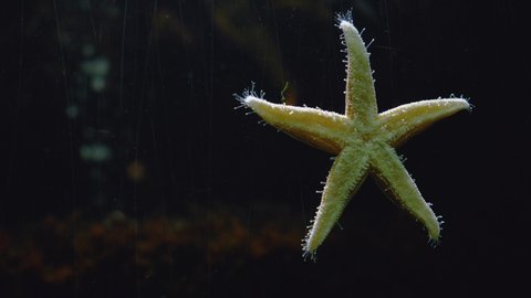 Close up of Sea Star crawling on glass, showing its underside. Shot in time lapse.	