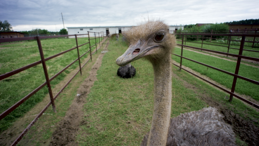 bird pecking camera