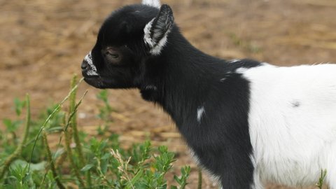 Little dwarf Cameroon goat is grazing and chewing grass