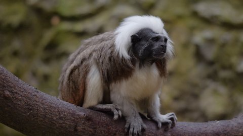 Cotton-top tamarin is sitting on a tree branch