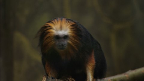 Cute Golden-headed lion tamarin is sitting on a tree branch and looking interesting